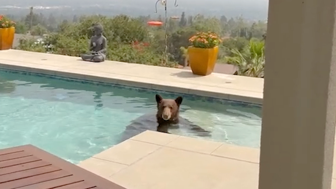 Bear taking a dip into the pool.